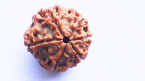 6 Mukhi Rudraksh