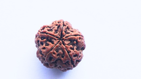 5 Mukhi Rudraksh