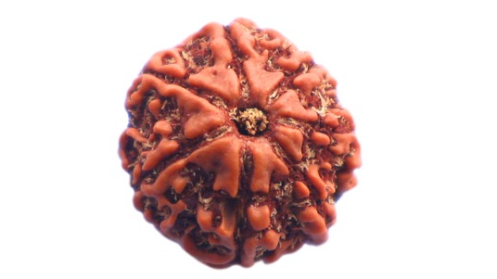 7 MUKHI RUDRAKSHA