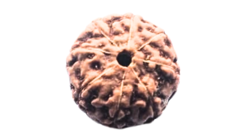 Eight Mukhi Rudraksha