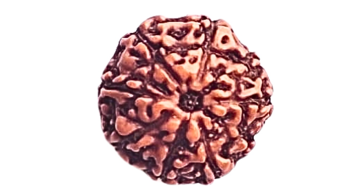 9 Mukhi Rudraksha
