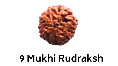 9 Mukhi Rudraksha