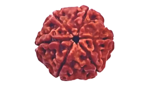 Six Mukhi Rudraksh