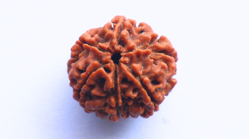 6 Mukhi Rudraksh