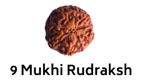 9 Mukhi Rudraksha