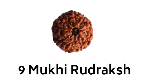 9 Mukhi Rudraksha