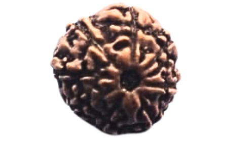 Eight Mukhi Rudraksha