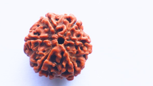 6 Mukhi Rudraksh