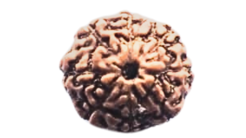 Eight Mukhi Rudraksha