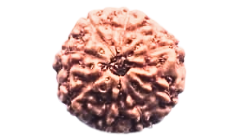 Eight Mukhi Rudraksha