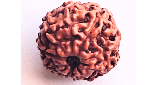 9 Mukhi Rudraksha