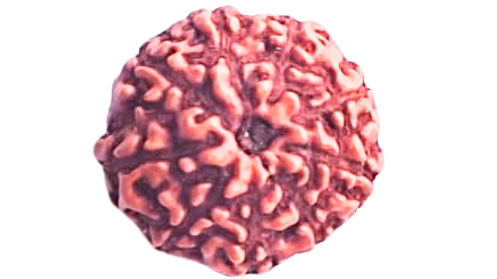9 Mukhi Rudraksh