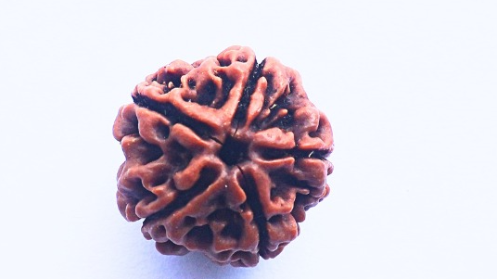 5 Mukhi Rudraksh