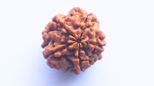 5 Mukhi Rudraksh