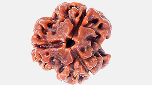 Three Mukhi Rudraksha